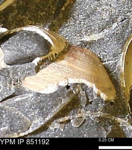 Limopsis striatopunctatus