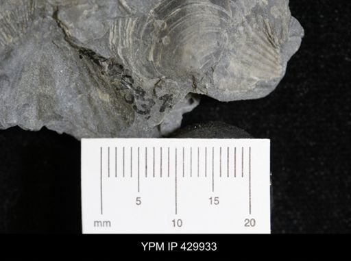 Athyris spiriferoides