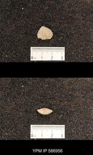 Rhynchotrema capax