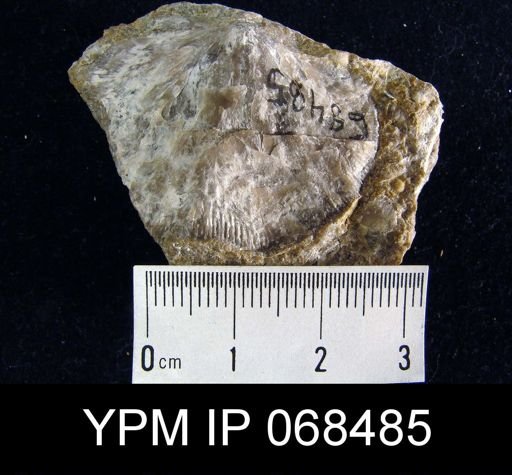 Plaesiomys subquadrata