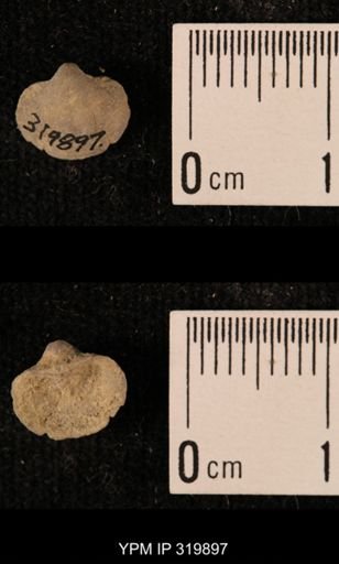 Ambocoelia planoconvexa