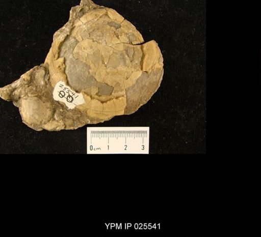 Cyprimeria crassa