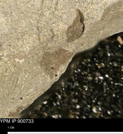 undet. Mollusca