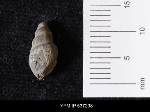 Goniobasis ortmanni