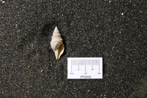 Turris subdenticulata