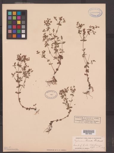 Hypericum boreale