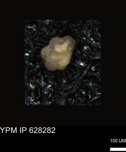 undet. Foraminiferida