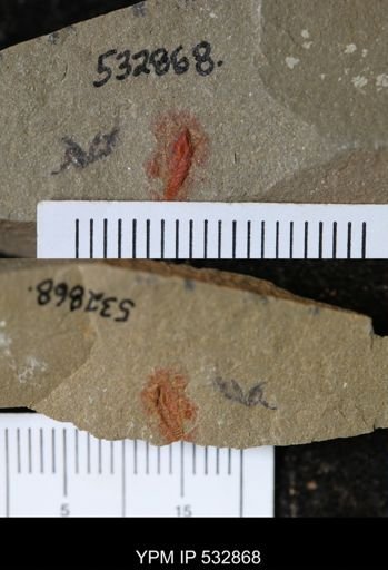undet. Synziphosurina
