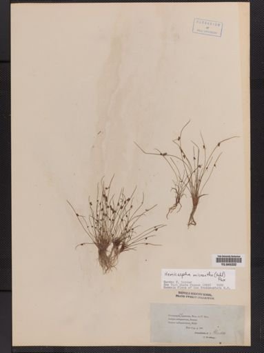 Lipocarpha micrantha