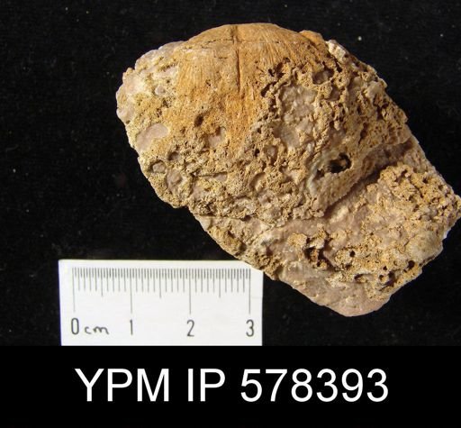 undet. Brachiopoda