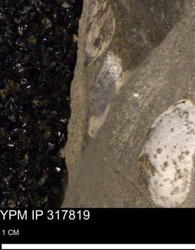 undet. Mollusca