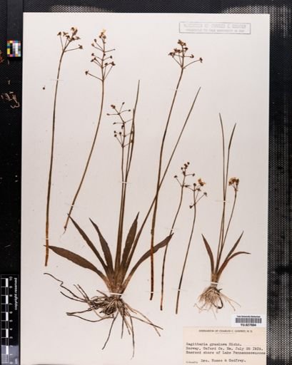 Sagittaria graminea