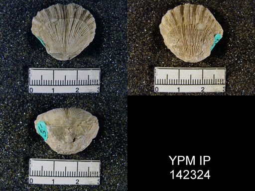 Streptorhynchus pectiniformis
