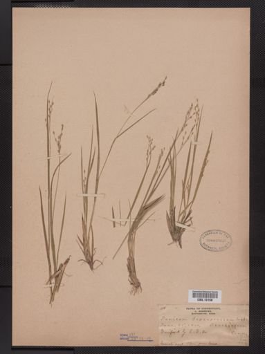 Panicum depauperatum