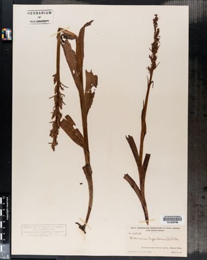 Habenaria