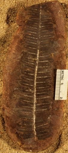 Pecopteris