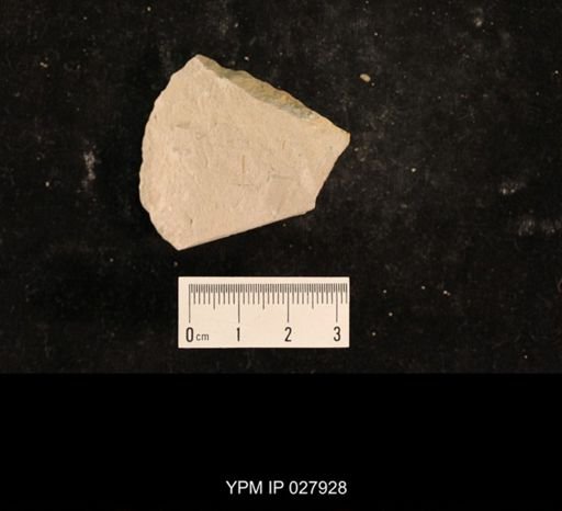Liomopteridae