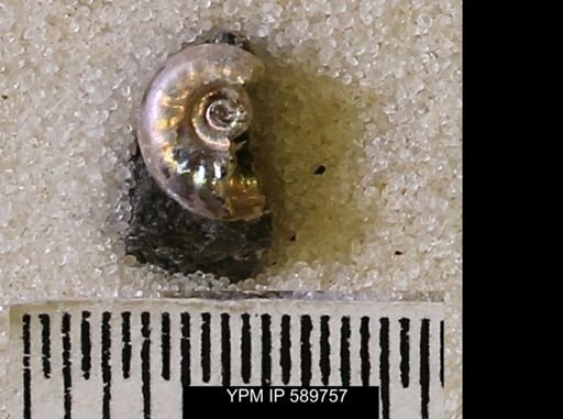undet. Scaphitidae