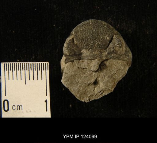 Phacops rana