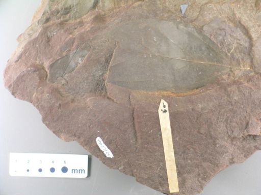 Tetranthera praecursoria