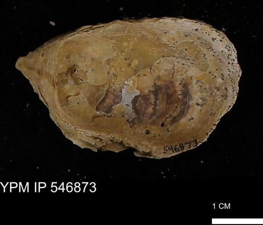 Ostrea virginiana