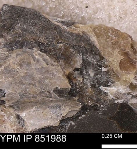 undet. Bivalvia