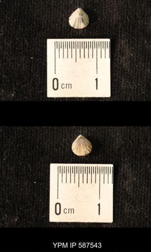 Camarotoechia whitei