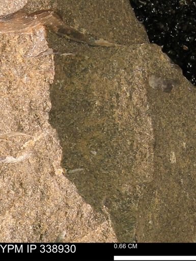 undet. Mollusca
