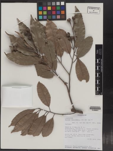 Plantae