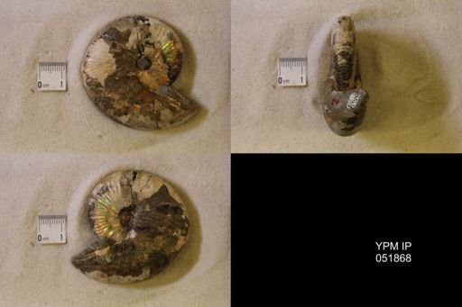 Hoploscaphites nicolletii
