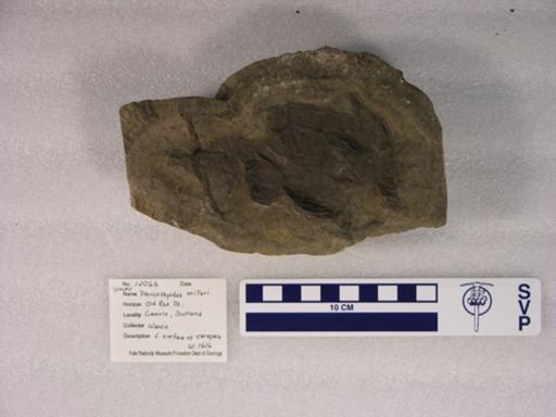 Pterichthyodes oblongus