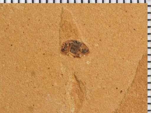 undet. Curculionidae