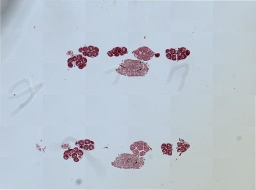 Eudiaptomus gracilis