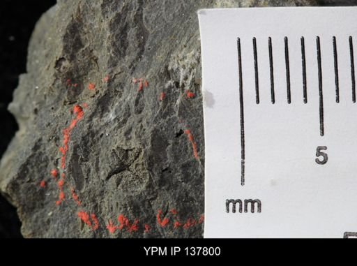 Eocystites primaevus