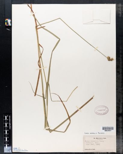 Carex normalis