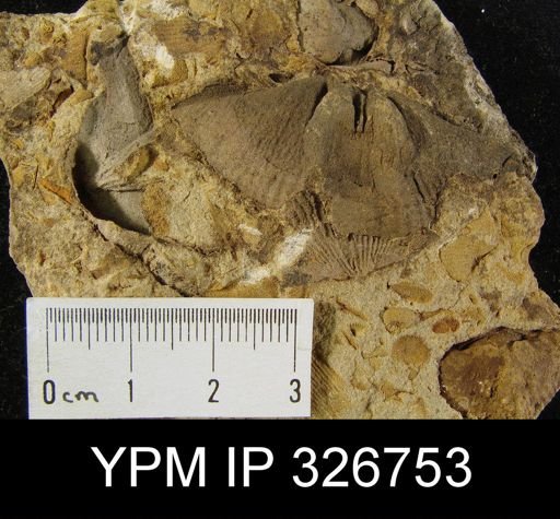 Syringothyris sp.