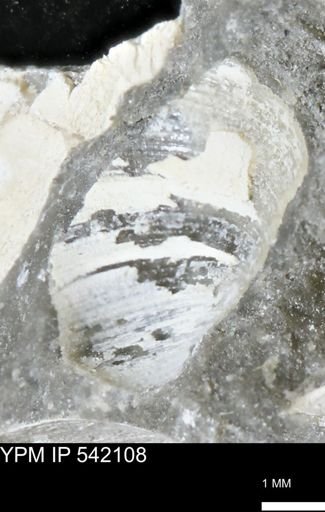 Limopsis striatopunctatus