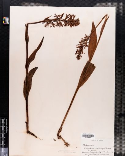 Habenaria