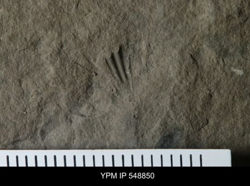 undet. Brachiopoda