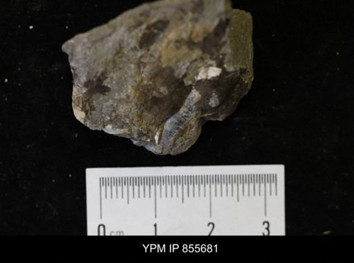 undet. Teredinidae