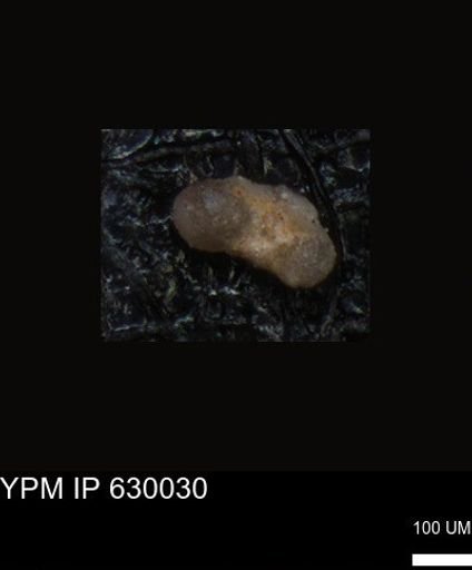 undet. Foraminiferida