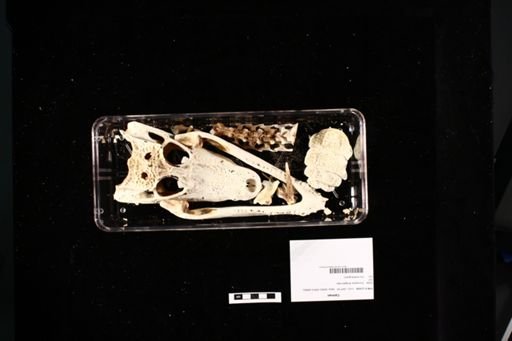 Caiman