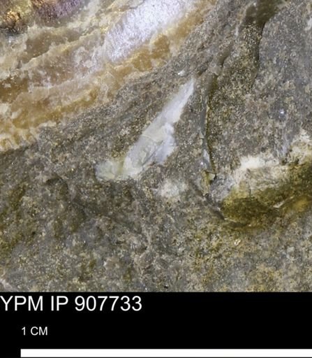 undet. Mollusca