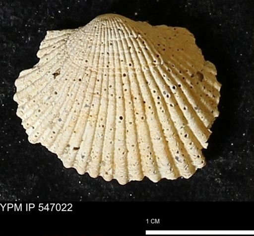 Scapharca transversa