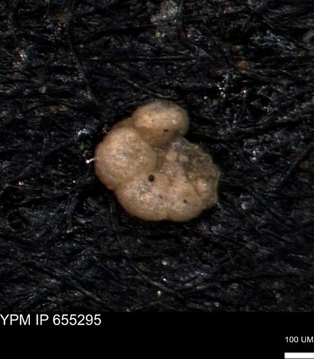 Foraminiferida