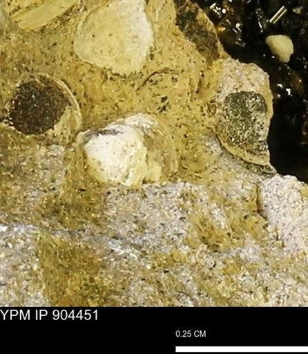 Corbulamella sp.