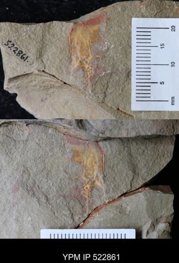 undet. Cornuta