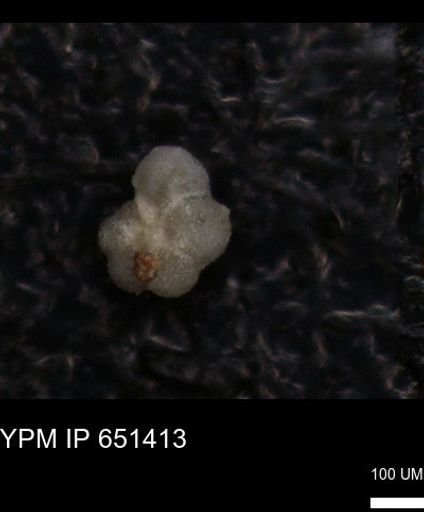 Rugoglobigerinidae?