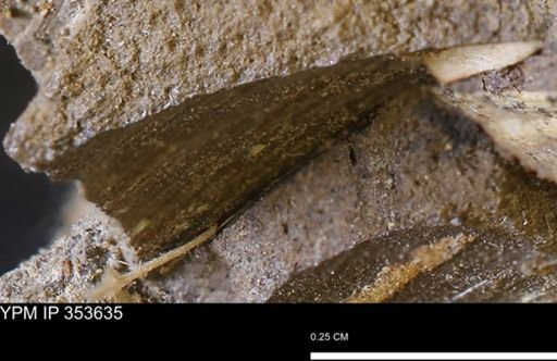 Limopsis striatopunctatus