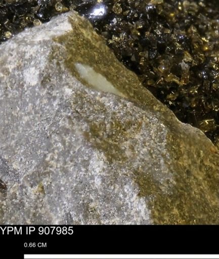 undet. Mollusca